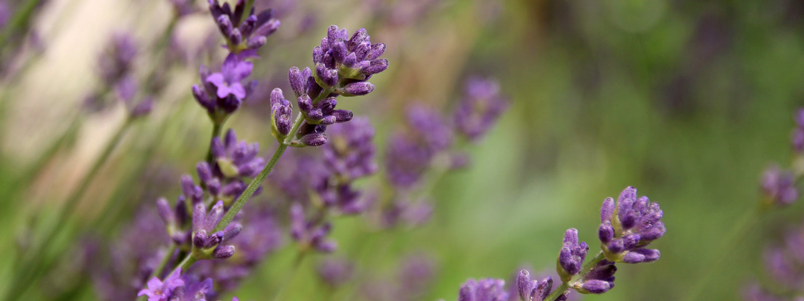 Kräutermischnungen bei Manz Döbele