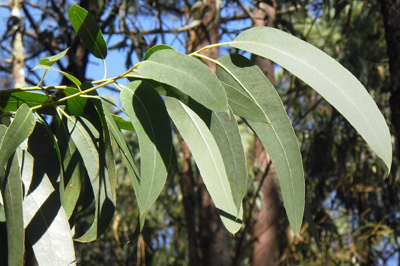 Dampfbad Duft – Eukalyptus