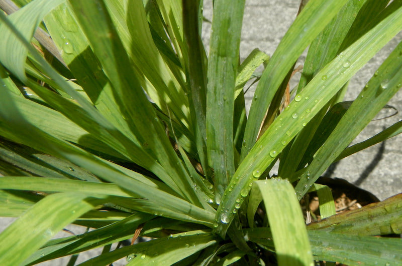 Citronella