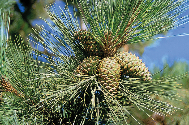 Latschenkiefer Zweig Zapfen