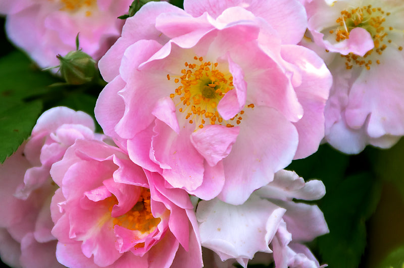 Rosenblüten persisch