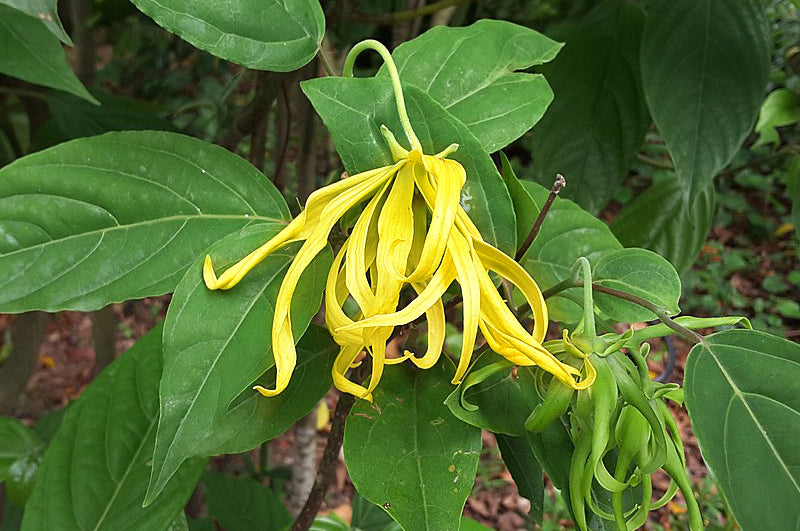 Ylang-Ylang Blüte gelb